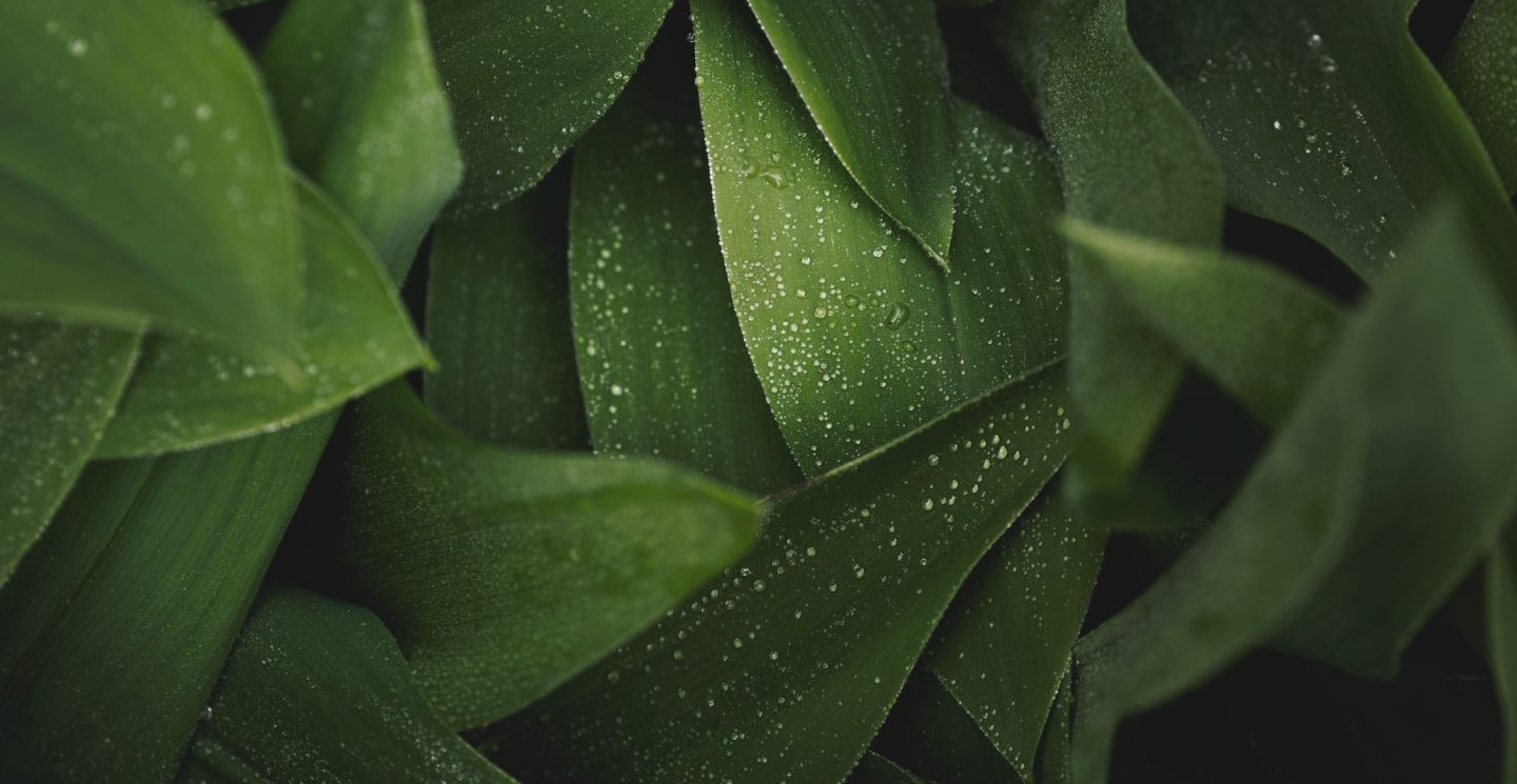 Illustration of green leaves